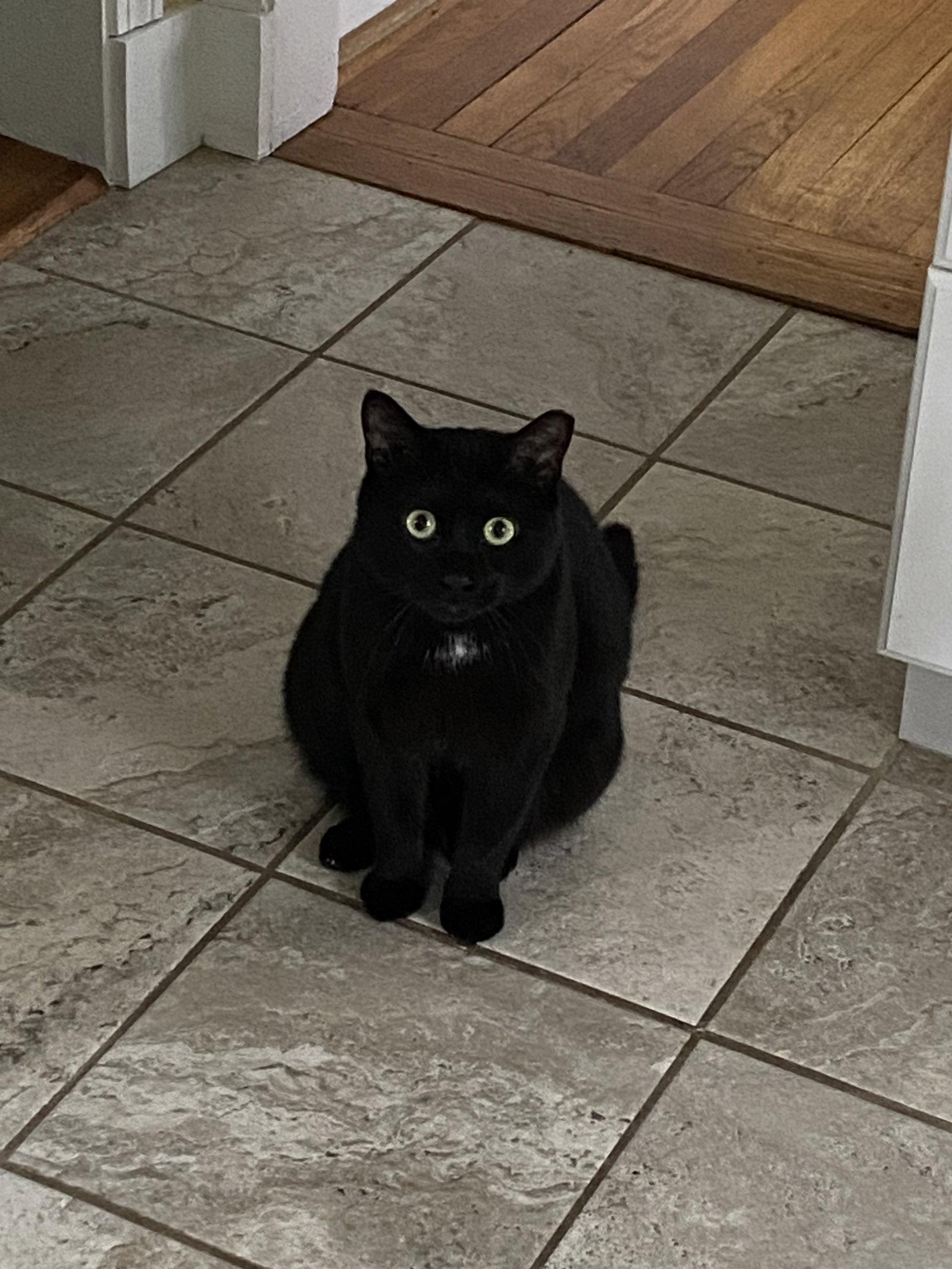 Enlarge Lagoon, a Adopted Domestic Short Hair in Somerville, MA image 1/3