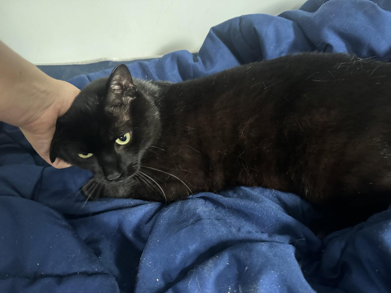Enlarge Lagoon, a Adopted Domestic Short Hair in Somerville, MA image 2/3