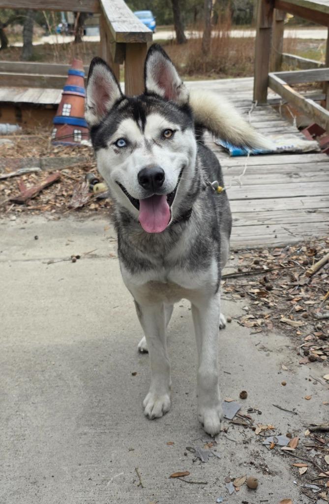 Arcanine, Adoptable, Young Male Husky & Mixed Breed.