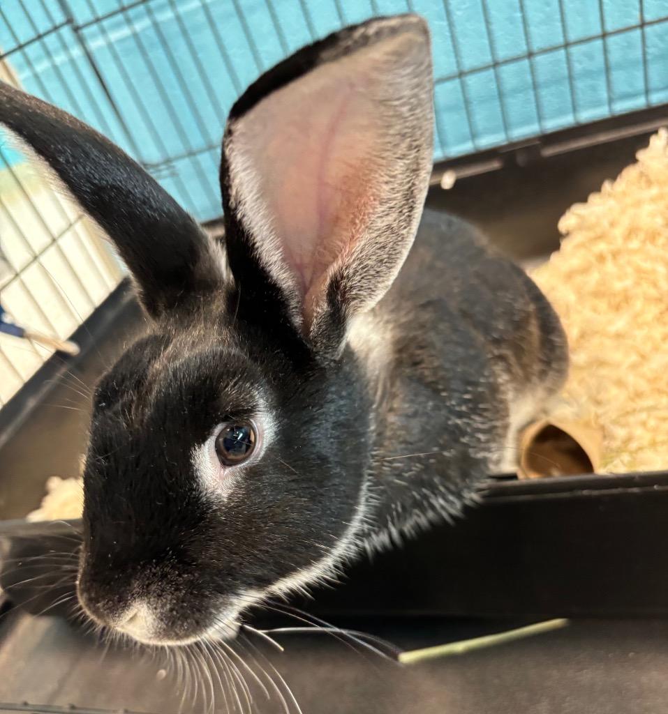 Bambi, ADOPTABLE, Young Male Bunny Rabbit.