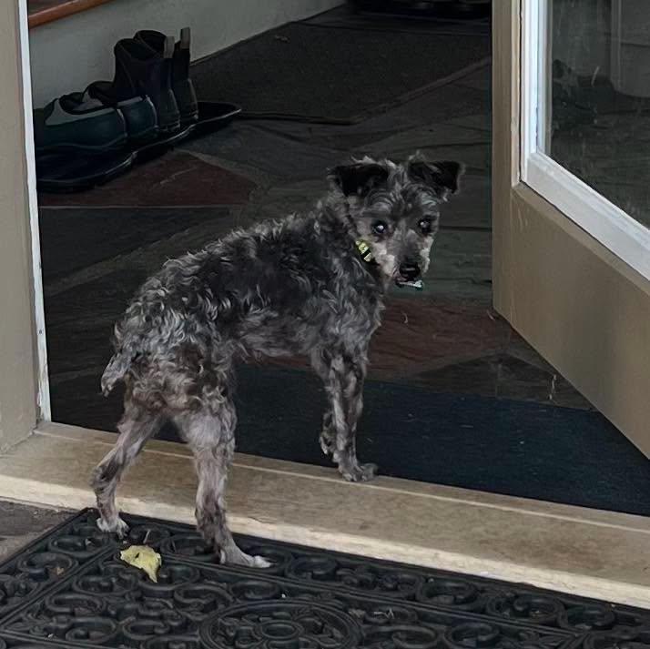 Enlarge Missy, a Adoptable mixed breed in Winsted, CT image 2/5