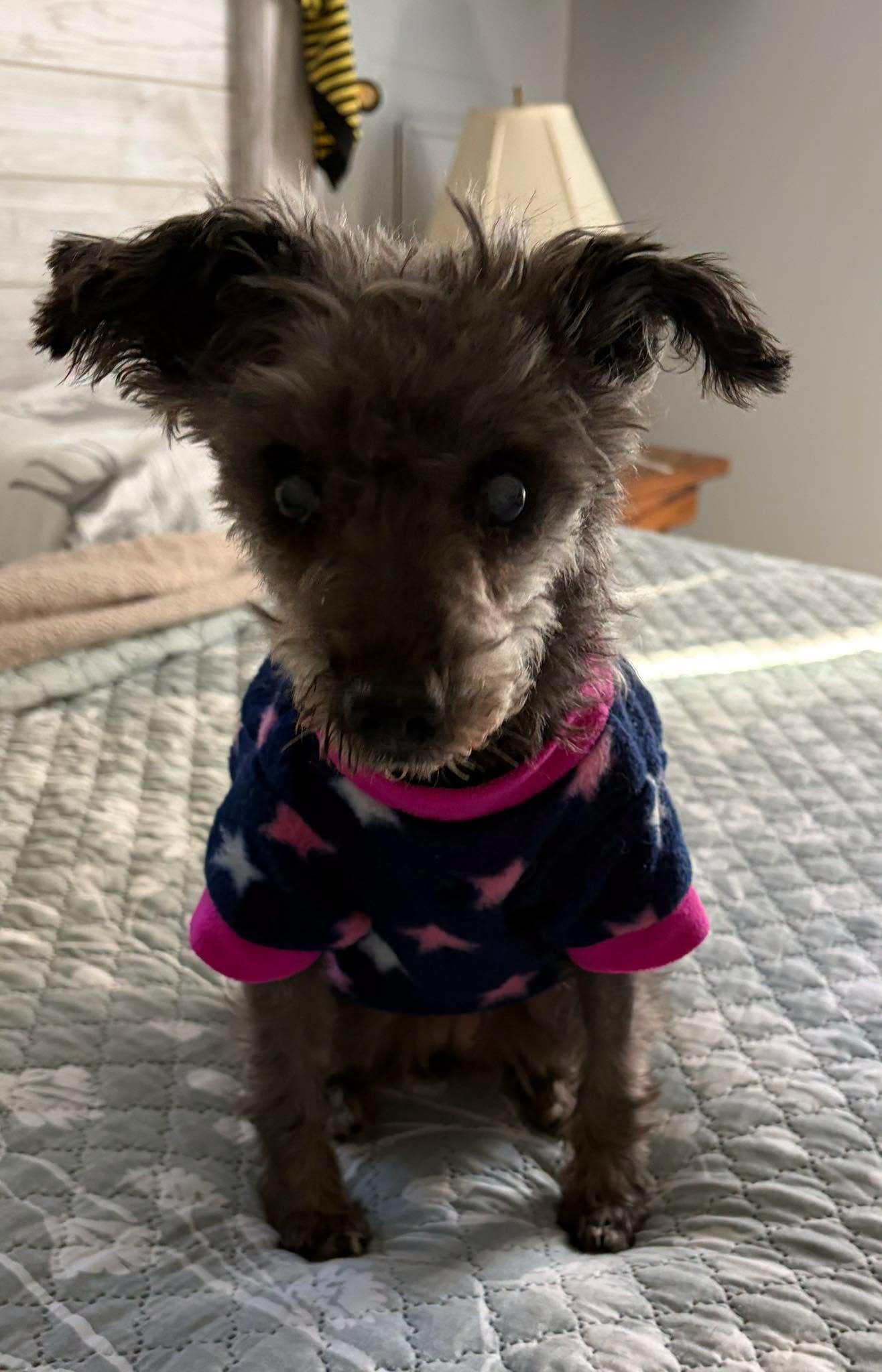 Missy, Adoptable, Senior Female Miniature Poodle.