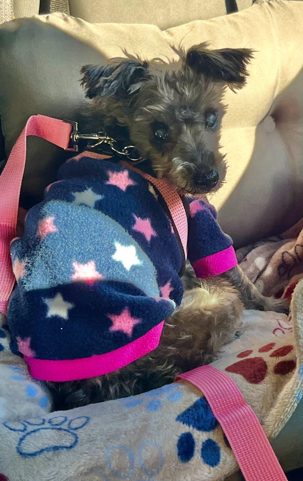 Enlarge Missy, a Adoptable mixed breed in Winsted, CT image 5/5