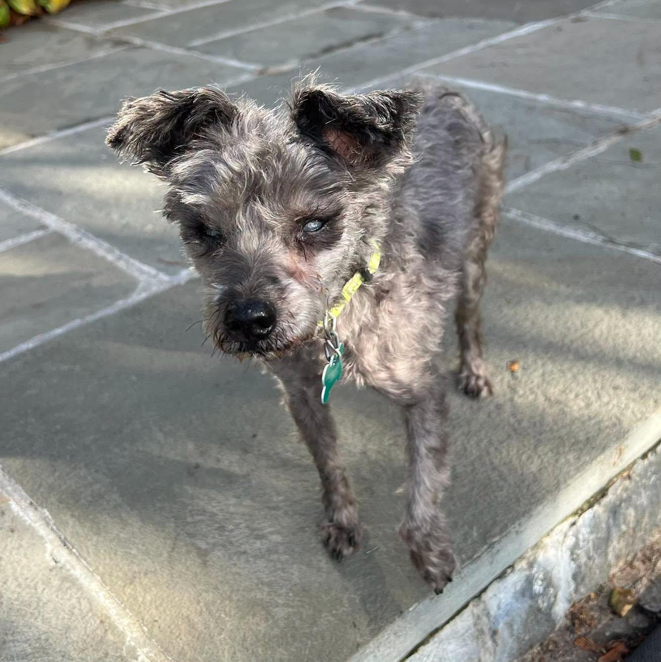 Enlarge Missy, a Adoptable mixed breed in Winsted, CT image 3/5