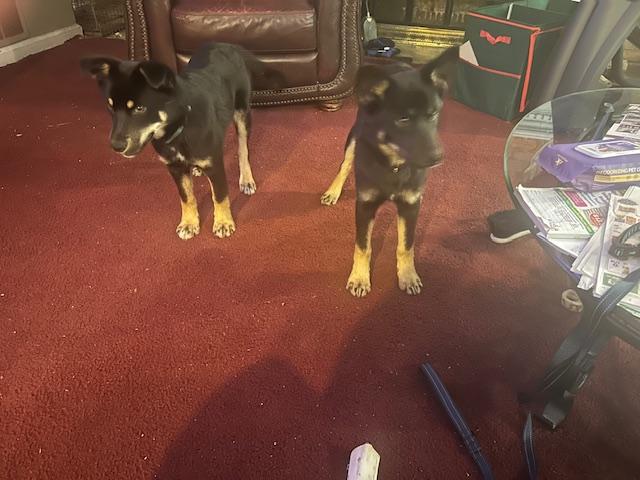 Enlarge Butters, a Adopted mixed breed in West Caldwell, NJ image 1/1