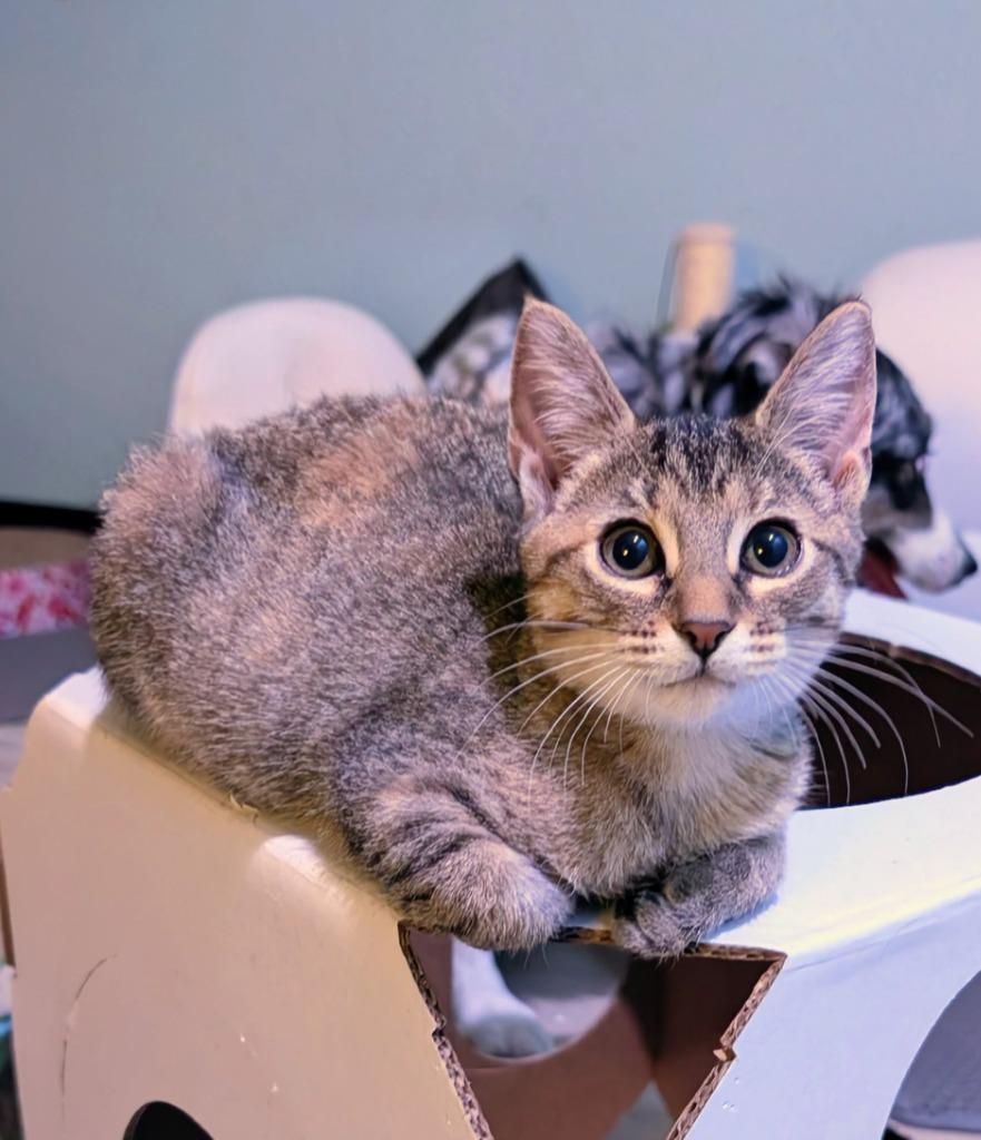 Amaretto, Adoptable, Kitten Female Domestic Short Hair.
