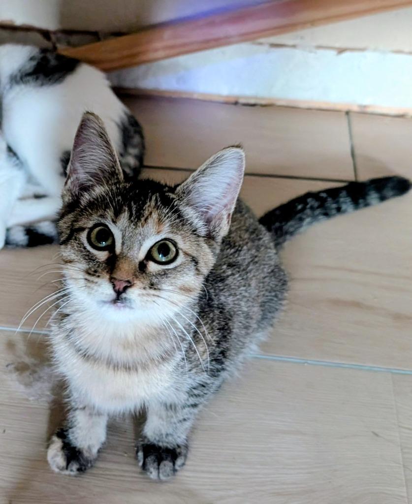 Enlarge Amaretto, a Adoptable mixed breed in San Antonio, TX image 2/3