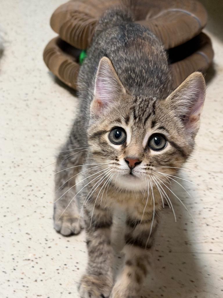 Wilma, Adoptable, Kitten Female Domestic Short Hair.