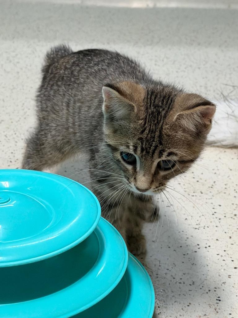 Enlarge Wilma, a Adoptable Domestic Short Hair in Amery, WI image 2/4