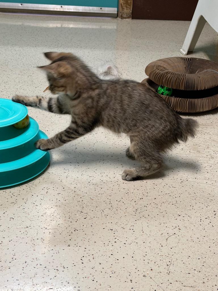 Enlarge Wilma, a Adoptable Domestic Short Hair in Amery, WI image 4/4