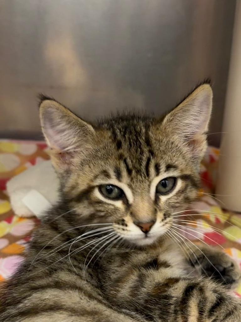Enlarge Wilma, a Adoptable Domestic Short Hair in Amery, WI image 3/4