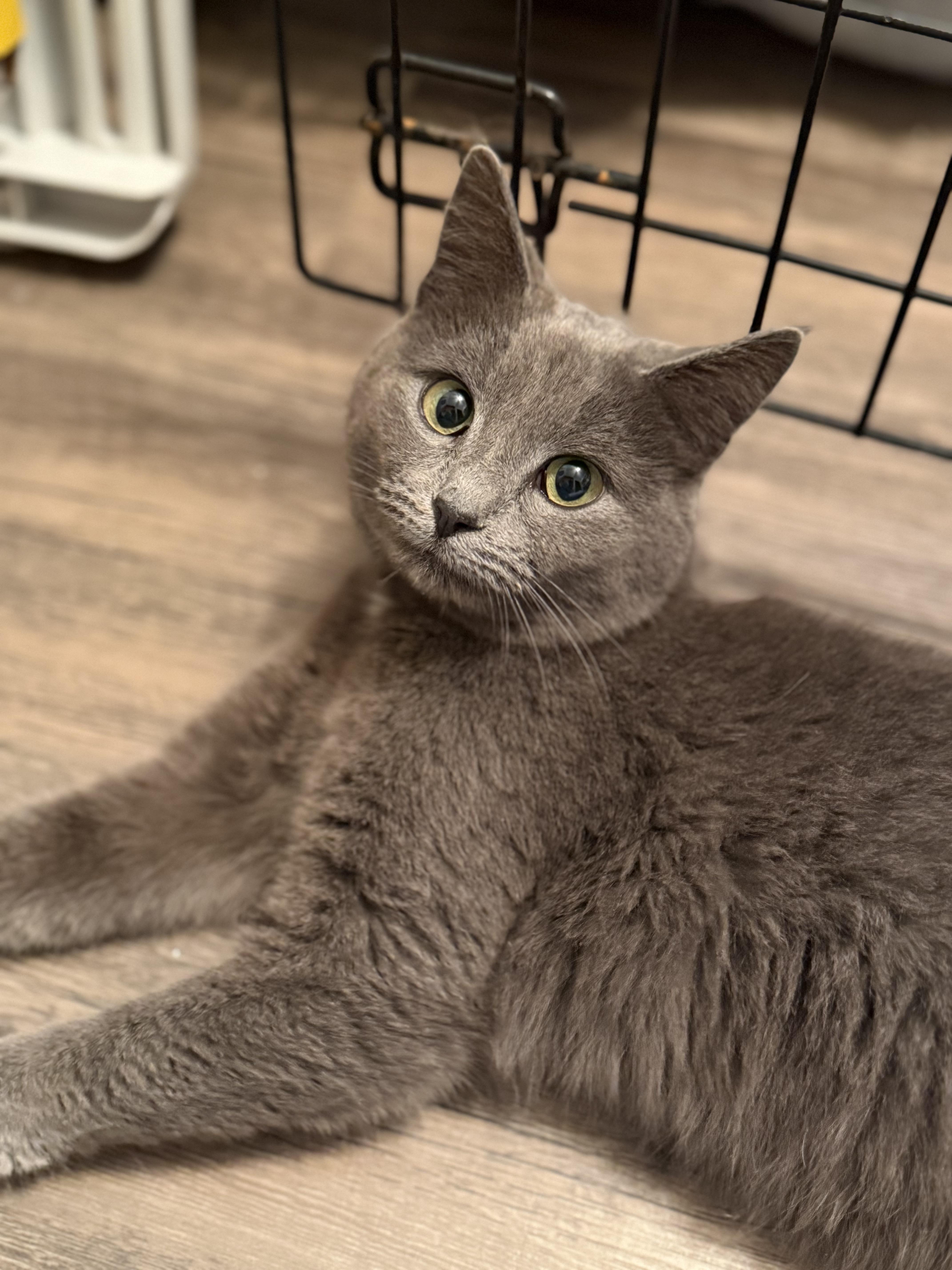 Enlarge Cassie, a ADOPTABLE Domestic Short Hair in Reynoldsburg, OH image 1/1