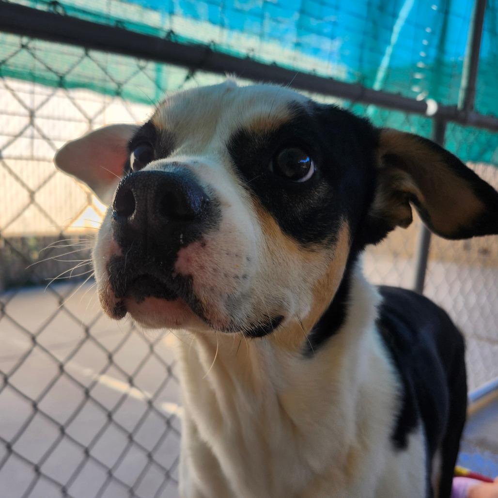 Enlarge LANA DEL RAY, an adoptable Terrier in Joshua Tree, CA image 1/1