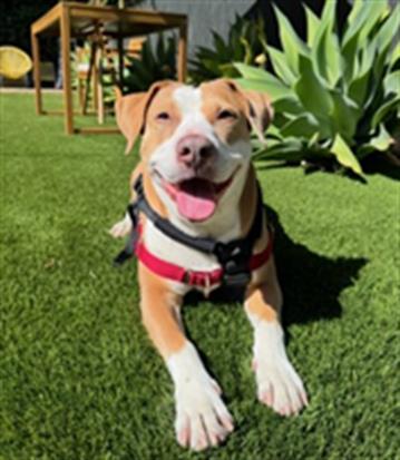 Enlarge KIA, a Adoptable mixed breed in Santa Barbara, CA image 1/1