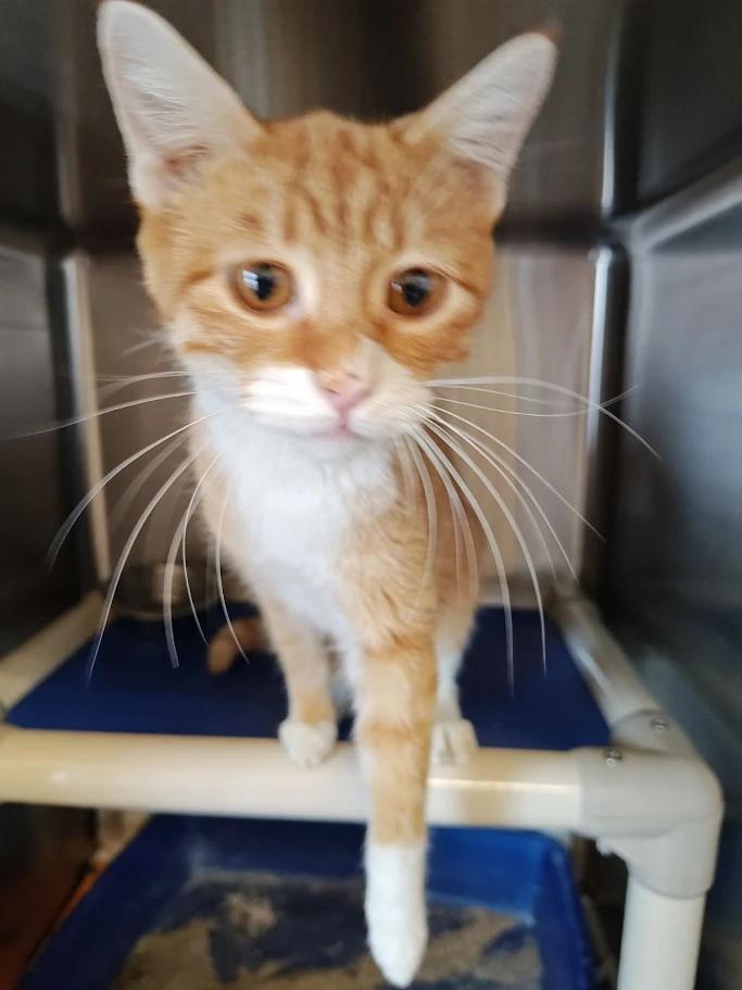 Olivia, adopted, Adult Female Domestic Short Hair.