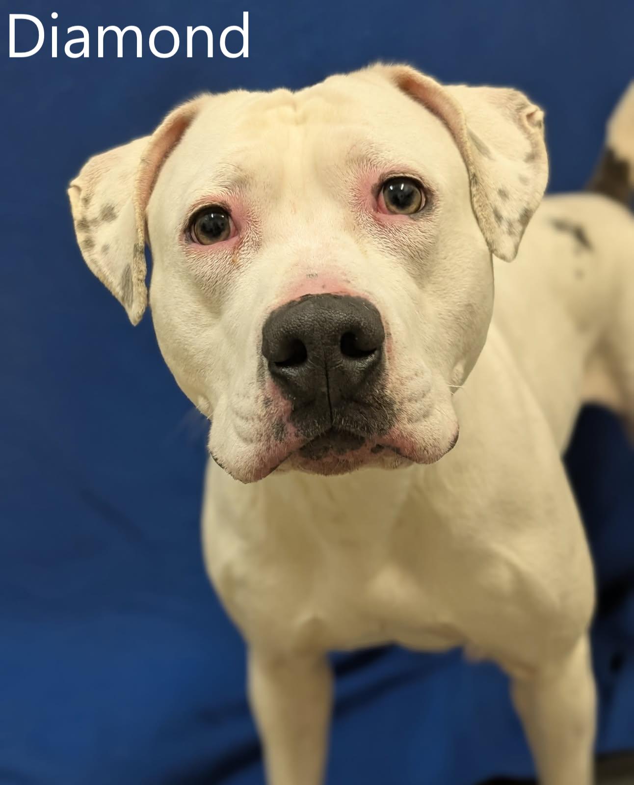 Enlarge Diamond, a ADOPTABLE mixed breed in Mount Vernon, OH image 1/1