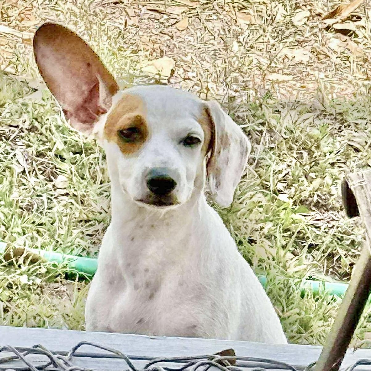 Spots, an adoptable Jack Russell Terrier in Mission , BC, V2V 3W3 | Photo Image 6