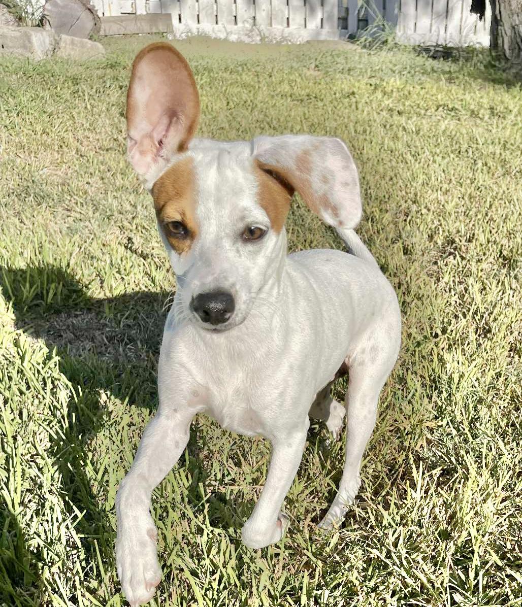 Spots, an adoptable Jack Russell Terrier in Mission , BC, V2V 3W3 | Photo Image 4