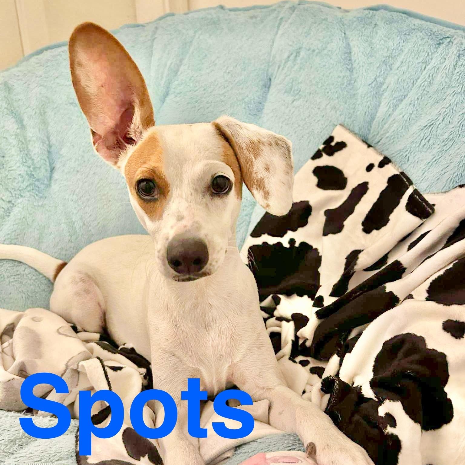 Spots, an adoptable Jack Russell Terrier in Mission , BC, V2V 3W3 | Photo Image 1