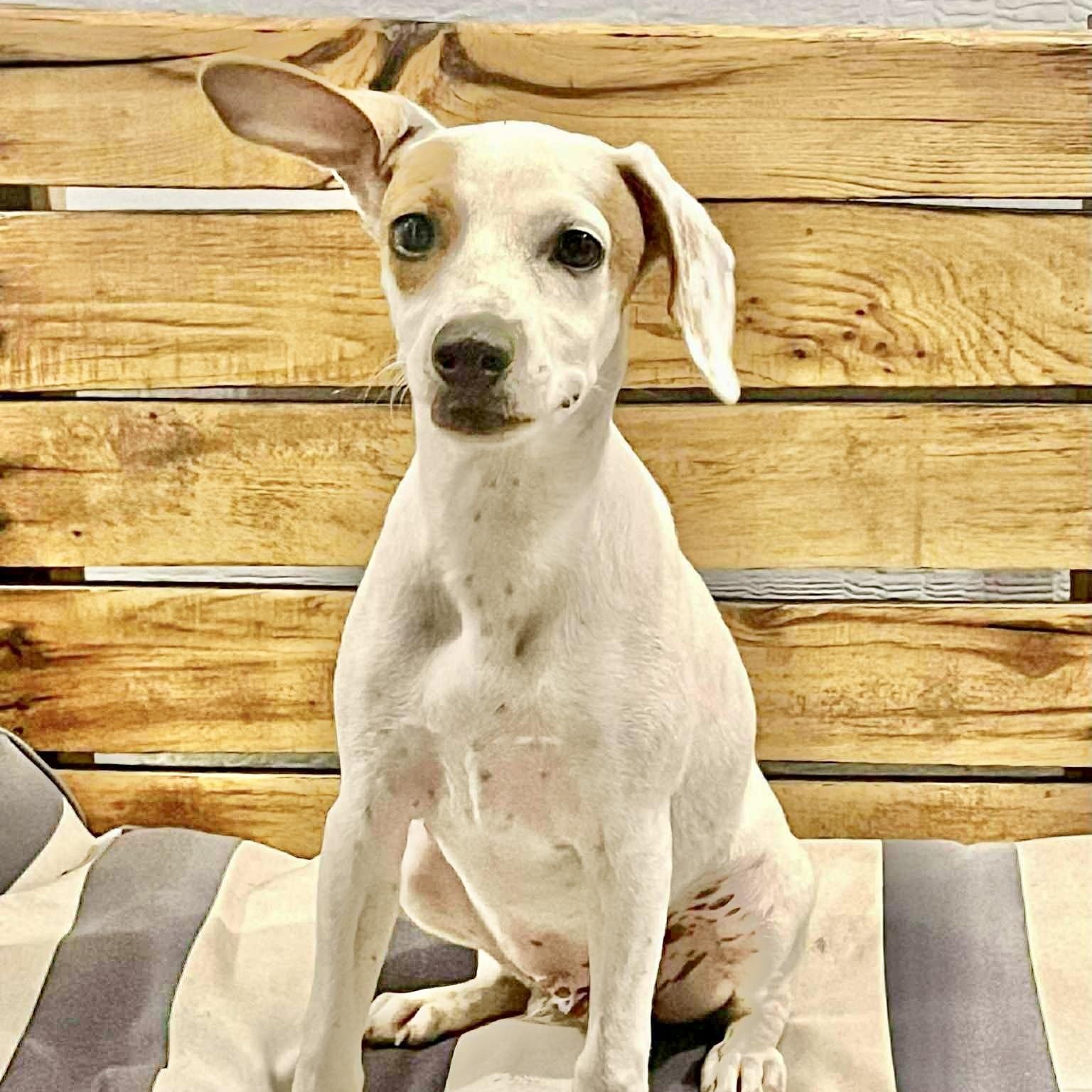 Spots, an adoptable Jack Russell Terrier in Mission , BC, V2V 3W3 | Photo Image 3