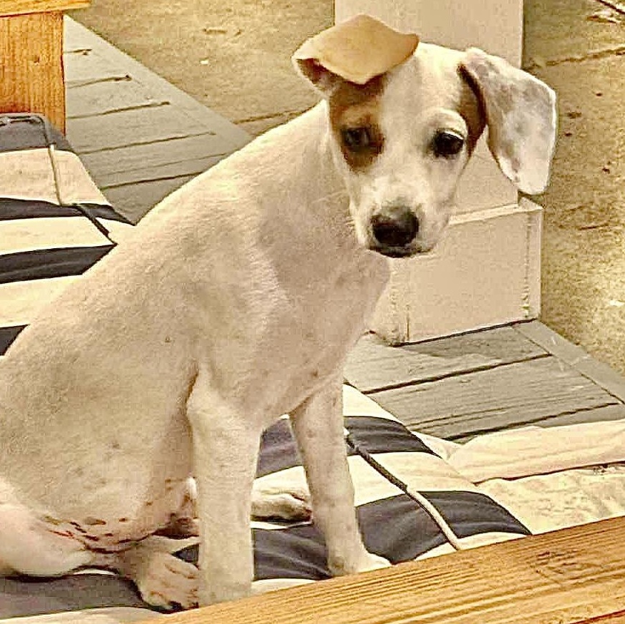 Spots, an adoptable Jack Russell Terrier in Mission , BC, V2V 3W3 | Photo Image 5