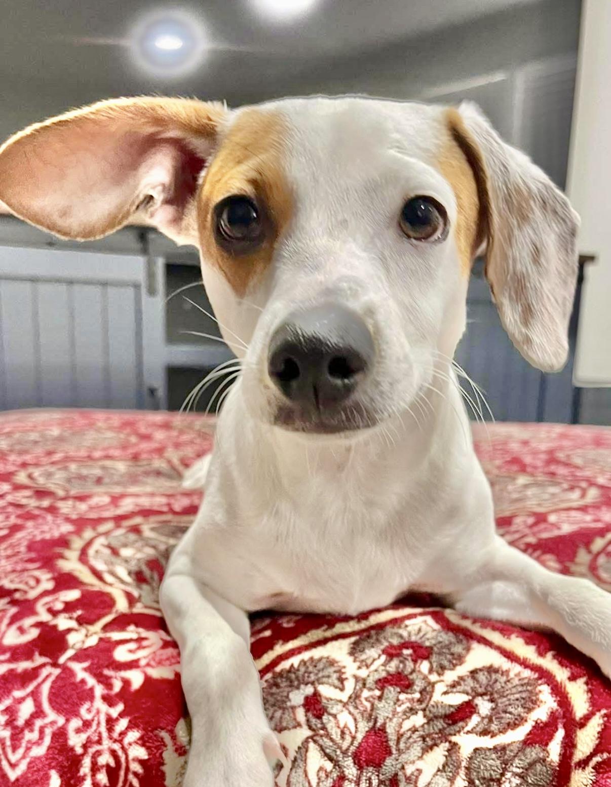 Spots, an adoptable Jack Russell Terrier in Mission , BC, V2V 3W3 | Photo Image 2