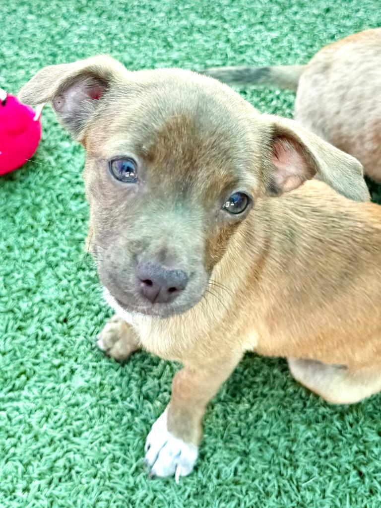 Enlarge Zippy, a Adoptable mixed breed in Cape Coral, FL image 1/1