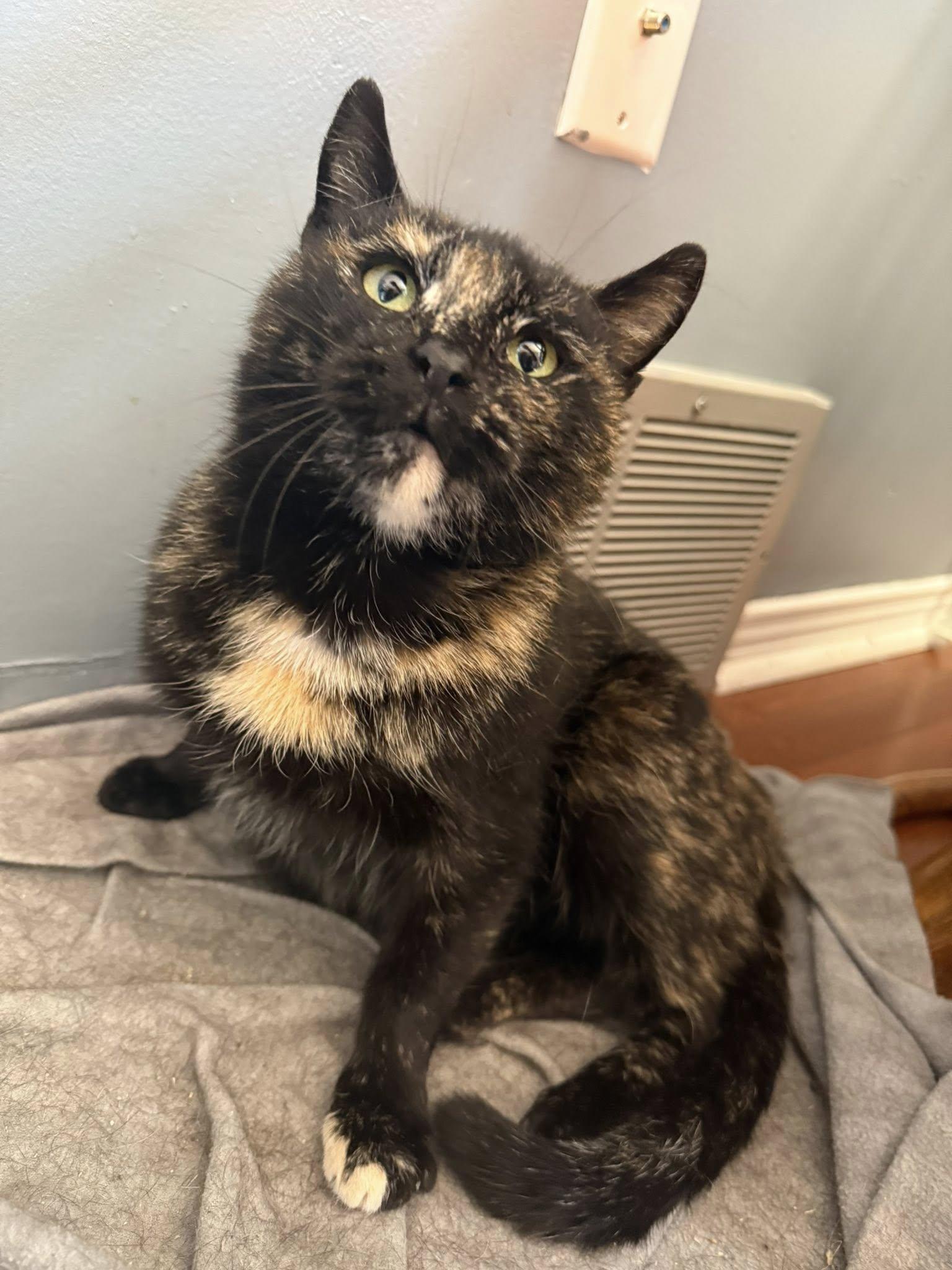 Enlarge Egypt, a Adoptable Domestic Short Hair in Spencerville, ON image 5/6