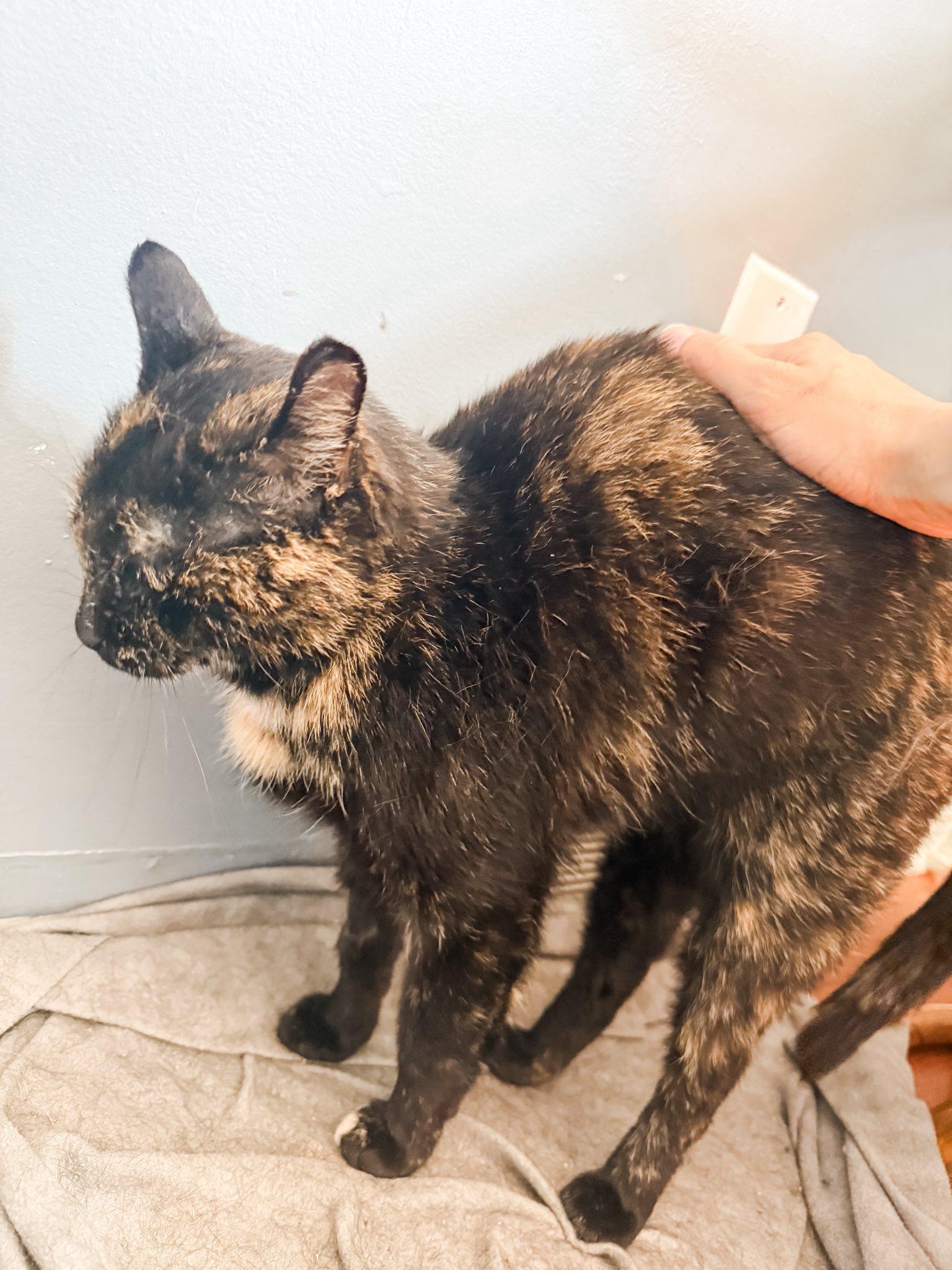 Enlarge Egypt, a Adoptable Domestic Short Hair in Spencerville, ON image 4/6