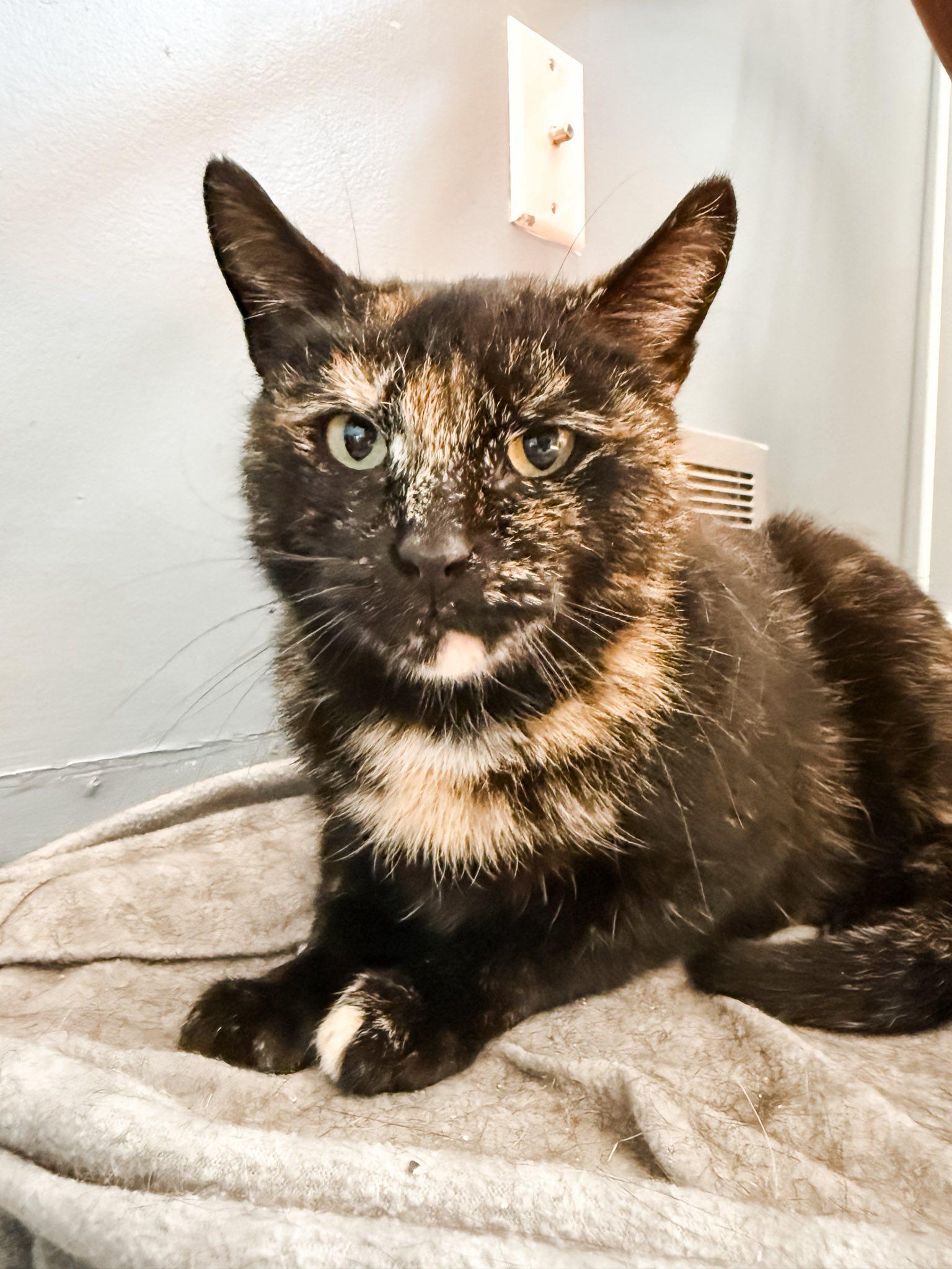 Enlarge Egypt, a Adoptable Domestic Short Hair in Spencerville, ON image 2/6