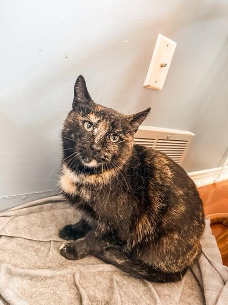 Enlarge Egypt, a Adoptable Domestic Short Hair in Spencerville, ON image 3/6