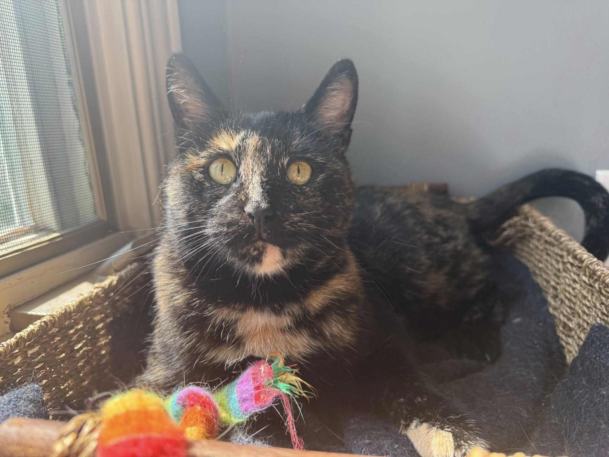 Egypt, Adoptable, Adult Female Domestic Short Hair.