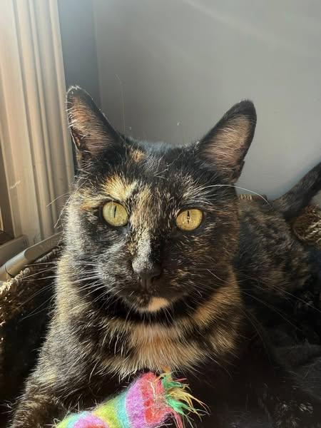 Enlarge Egypt, a Adoptable Domestic Short Hair in Spencerville, ON image 6/6