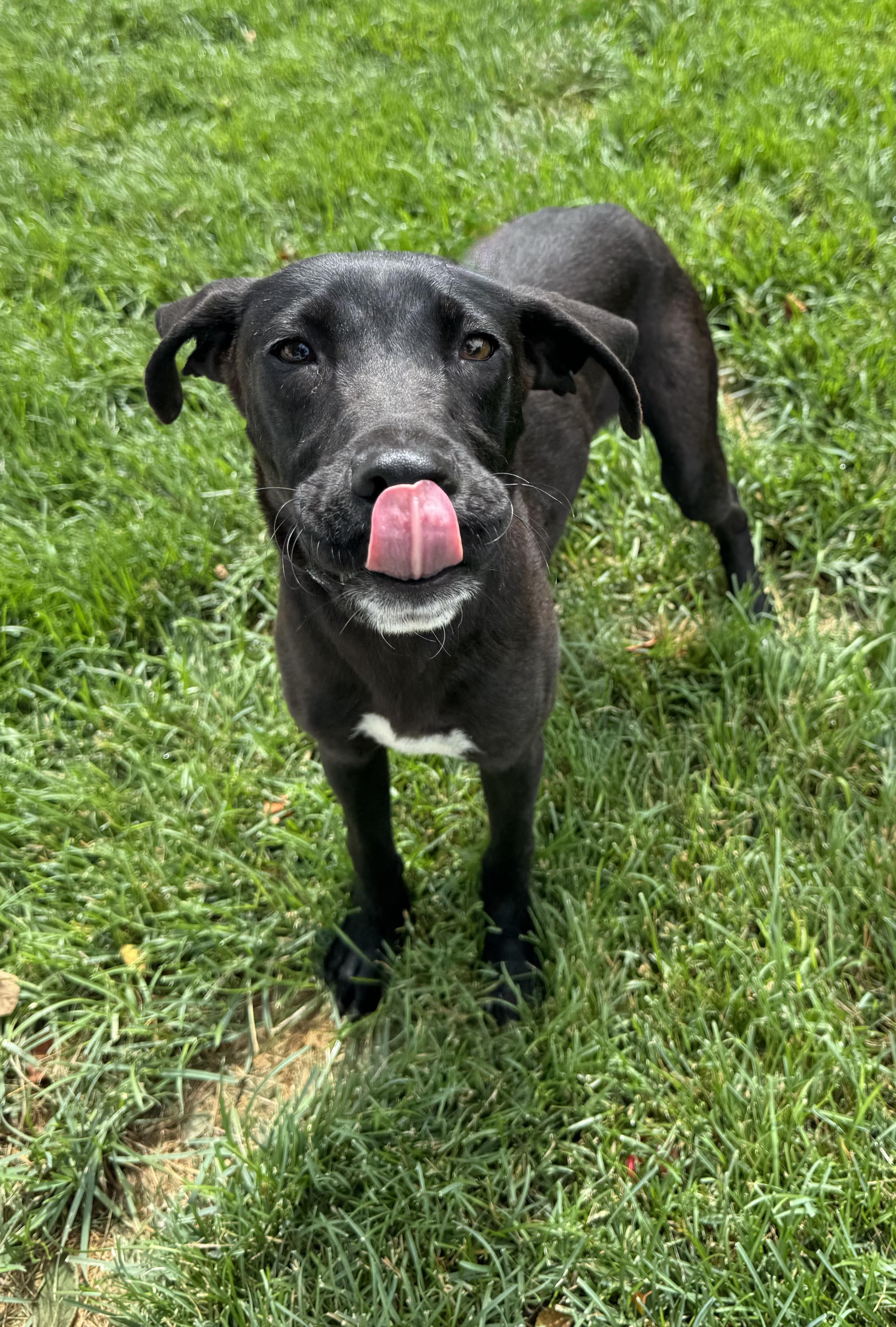 Ernie, an adopted mixed breed in Mokena, IL image 2/4