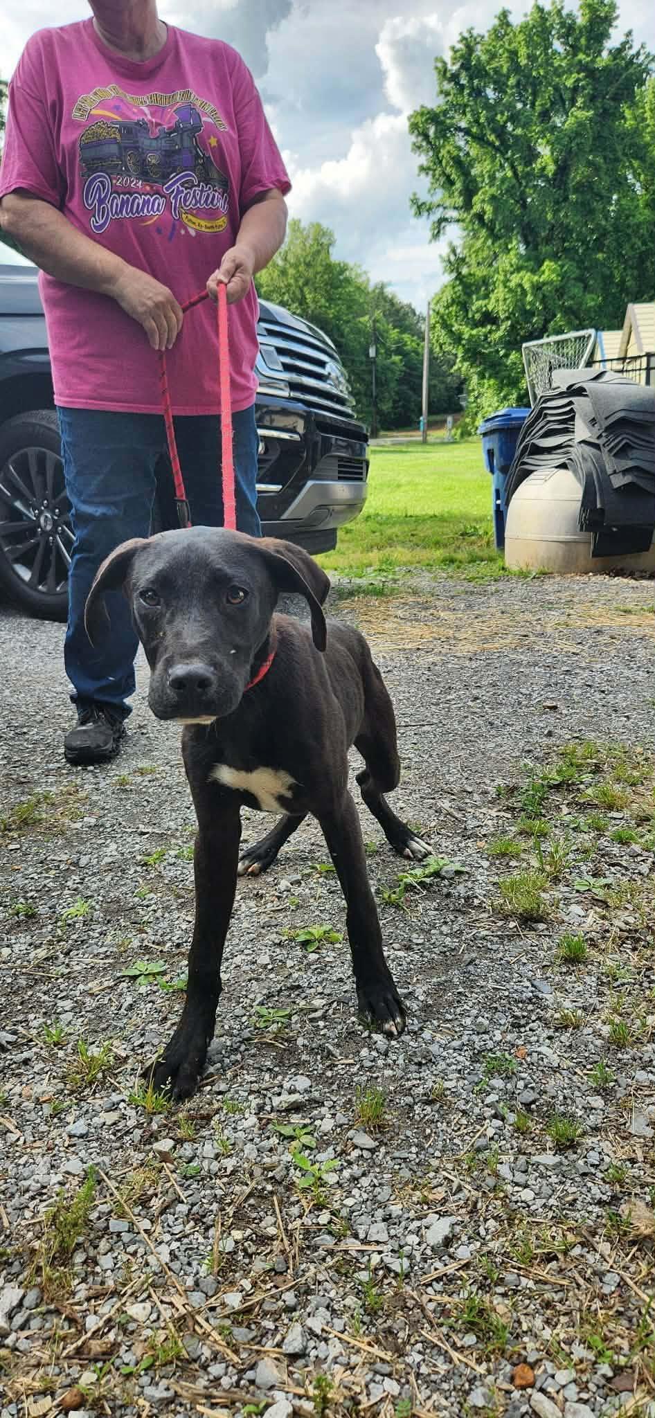 Ernie, an adopted mixed breed in Mokena, IL image 3/4