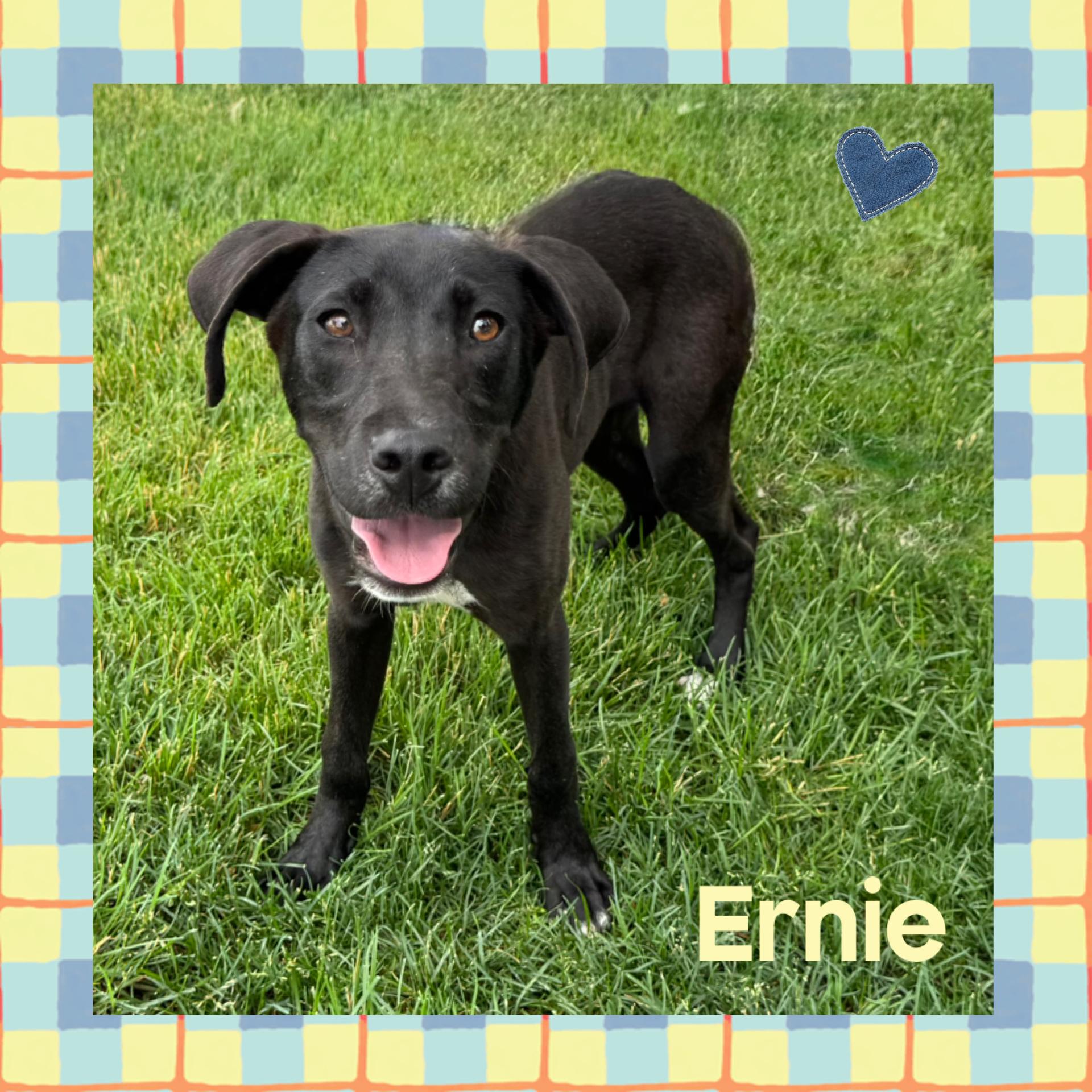 Ernie, adopted, Puppy Male Black Labrador Retriever.