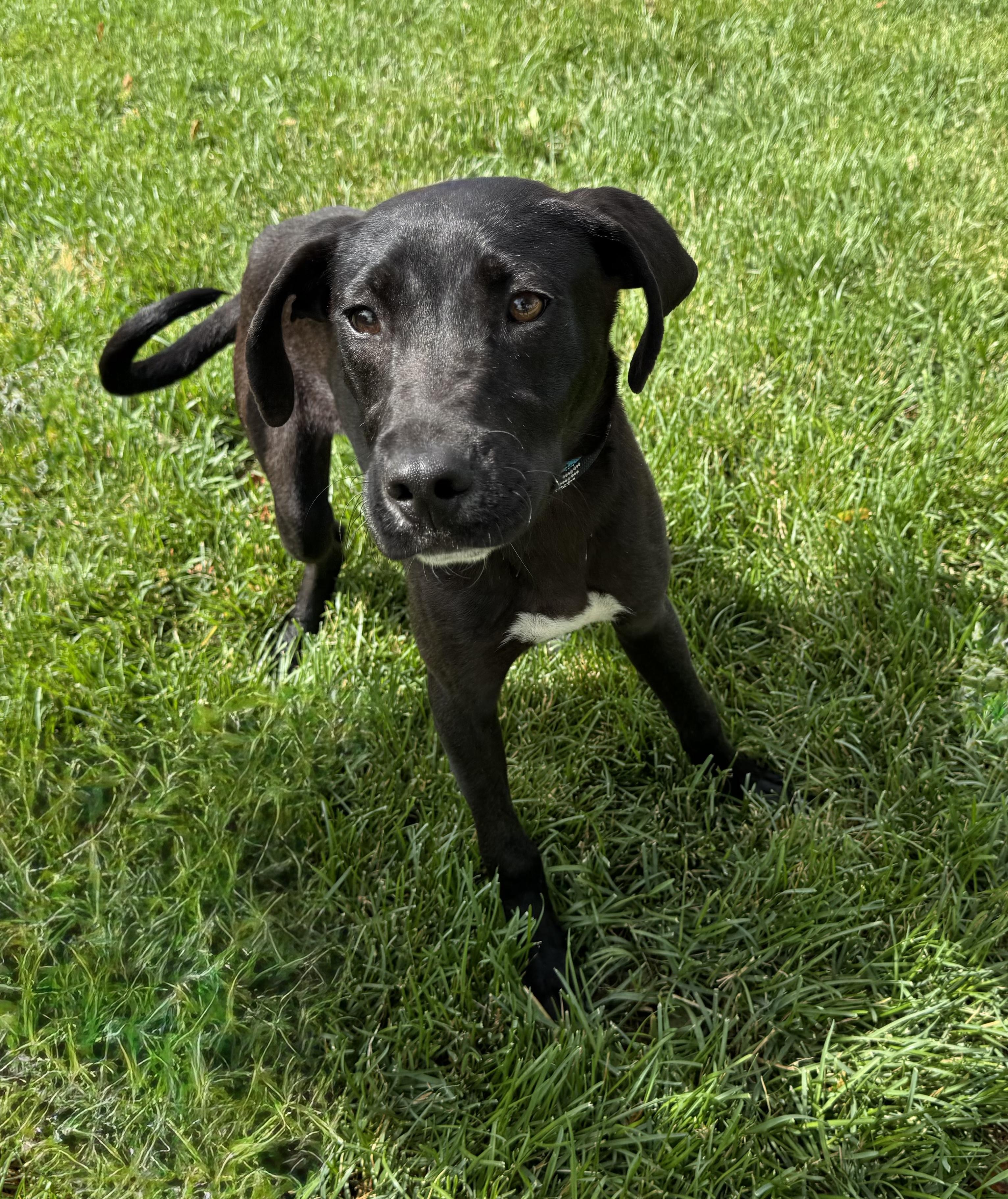 Ernie, an adopted mixed breed in Mokena, IL image 4/4