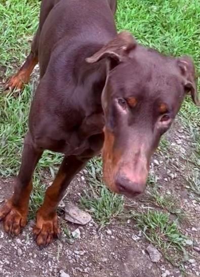 TARRAGON, Adoptable, Young Male Doberman Pinscher.