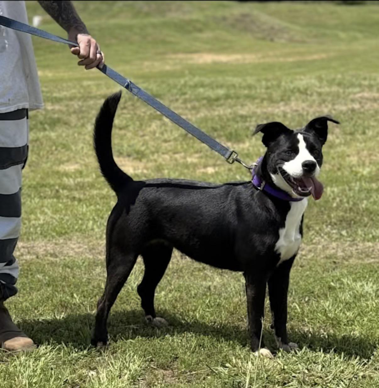 Enlarge Hecky, a Adoptable mixed breed in Watertown, CT image 2/2