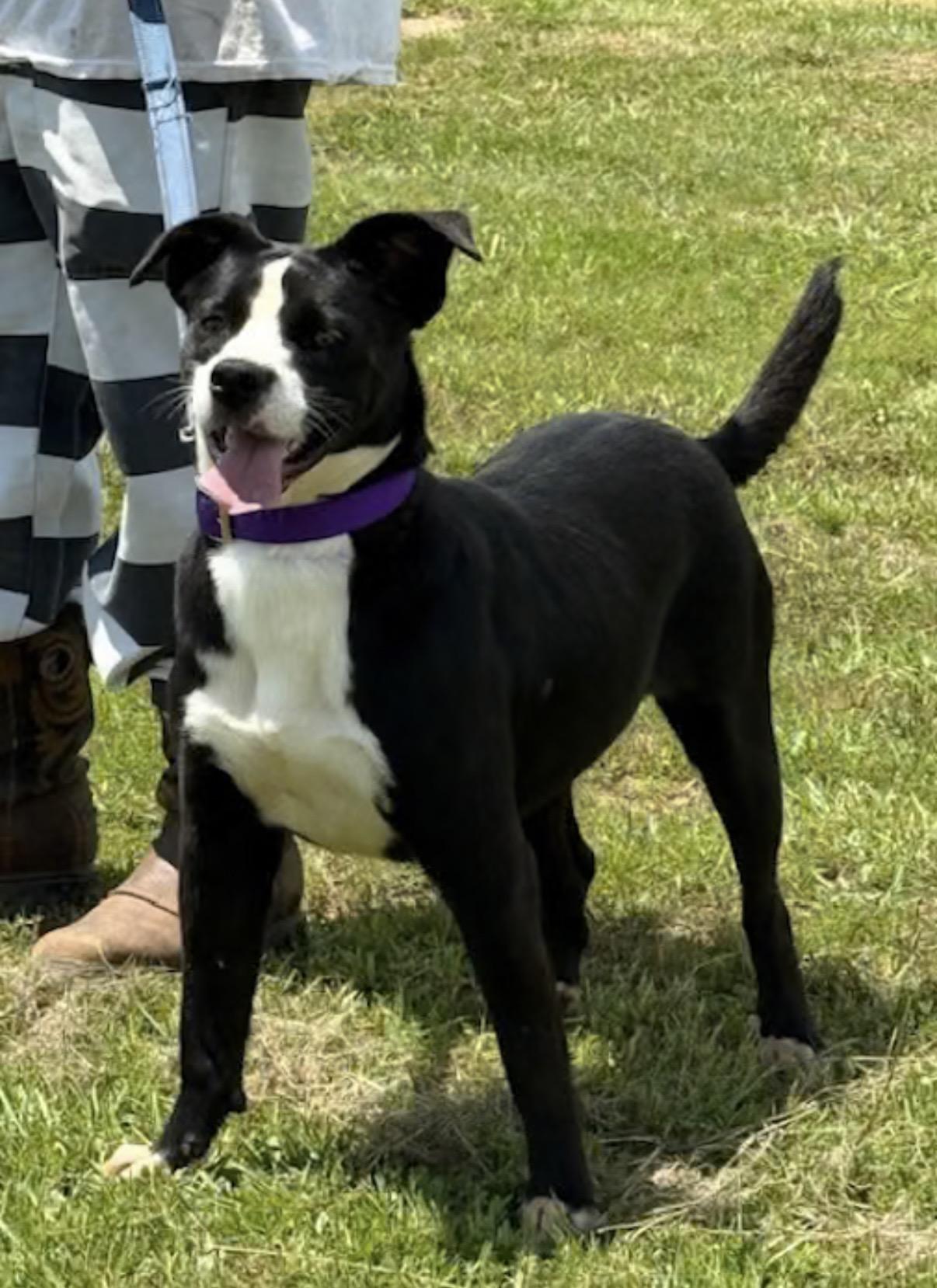 Enlarge Hecky, a Adoptable mixed breed in Watertown, CT image 1/2