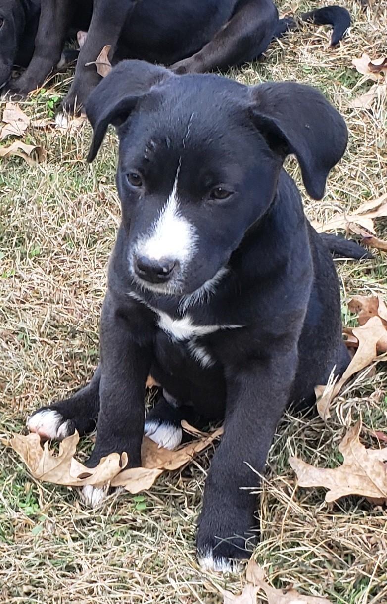Robin, a Adoptable mixed breed in Pembroke, MA image 1/2