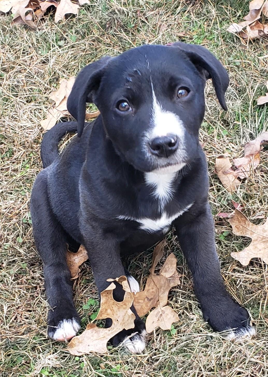 Robin, a Adoptable mixed breed in Pembroke, MA image 2/2
