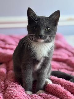 Samantha (Sam), ADOPTABLE, Young Female Russian Blue.