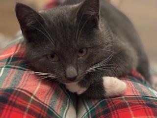 Enlarge Samantha (Sam), a ADOPTABLE mixed breed in Waxhaw, NC image 2/4