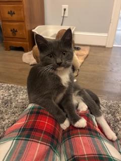 Enlarge Samantha (Sam), a ADOPTABLE mixed breed in Waxhaw, NC image 3/4