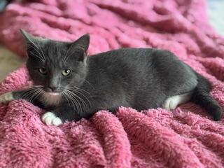 Enlarge Samantha (Sam), a ADOPTABLE mixed breed in Waxhaw, NC image 4/4