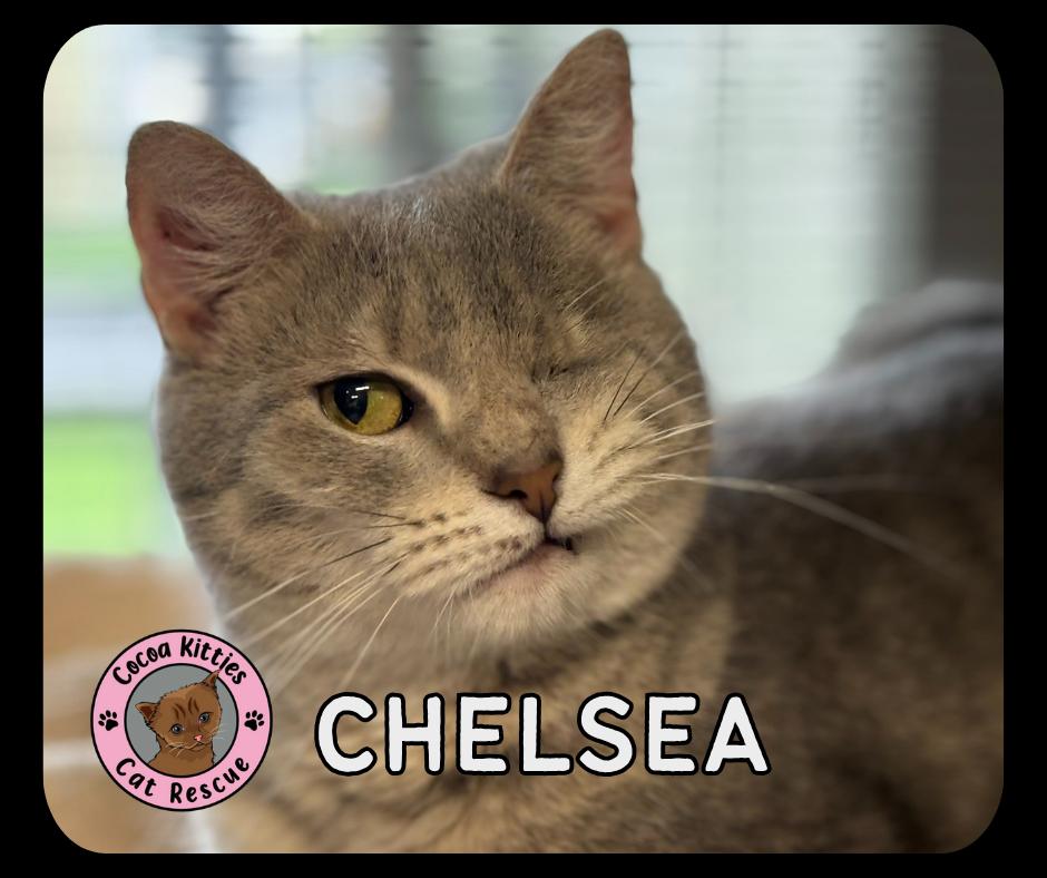 Enlarge Chelsea, a Adoptable mixed breed in Hershey, PA image 1/1