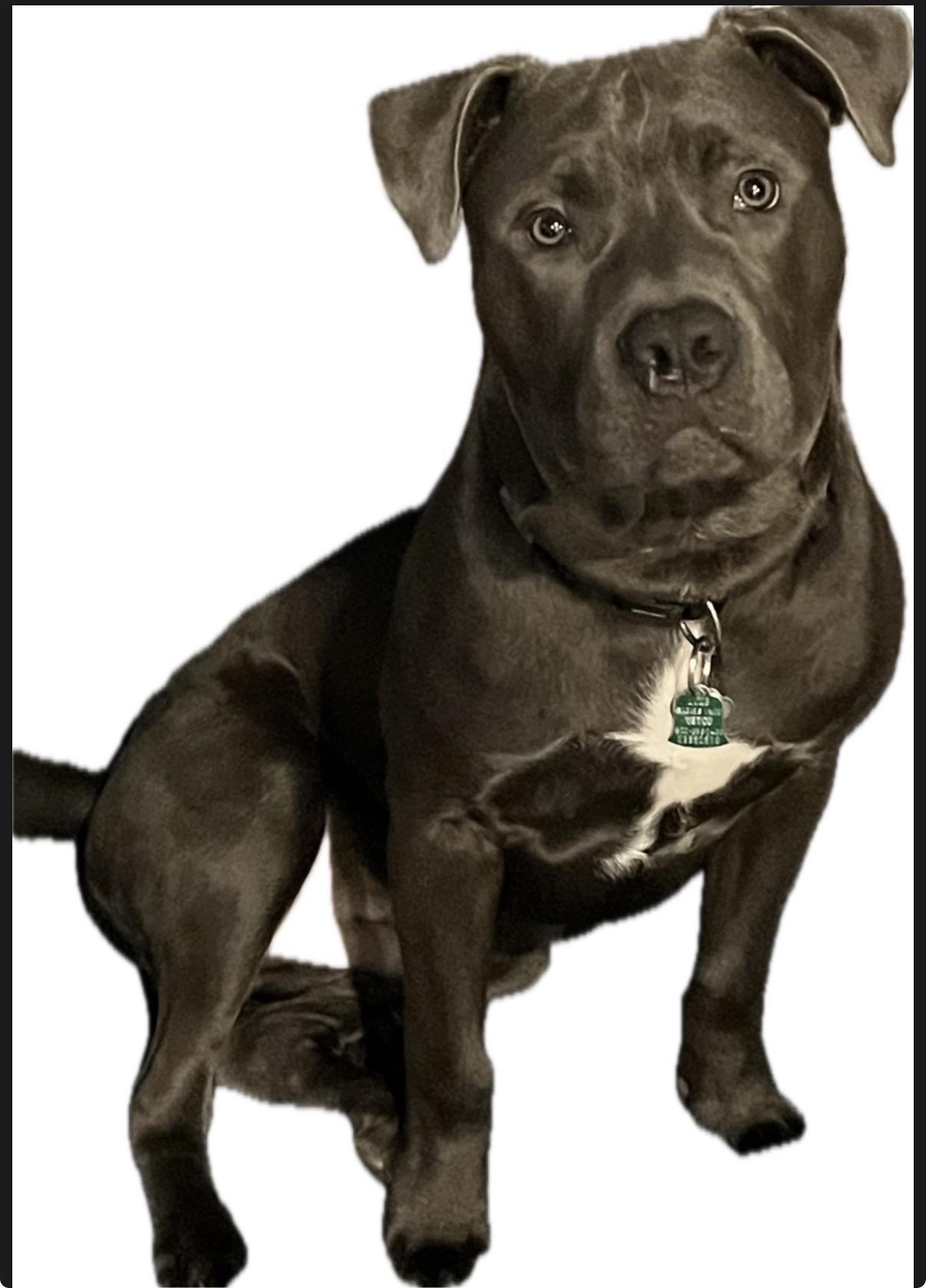 ‼️BRAXX COURTESY POST‼️, ADOPTABLE, Young Male Mixed Breed.