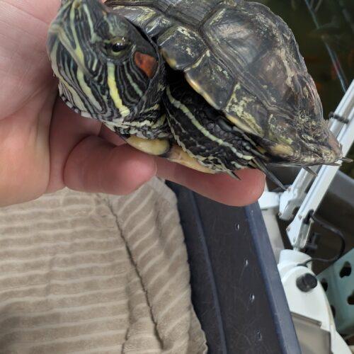 Leonard, Adult Male unknown