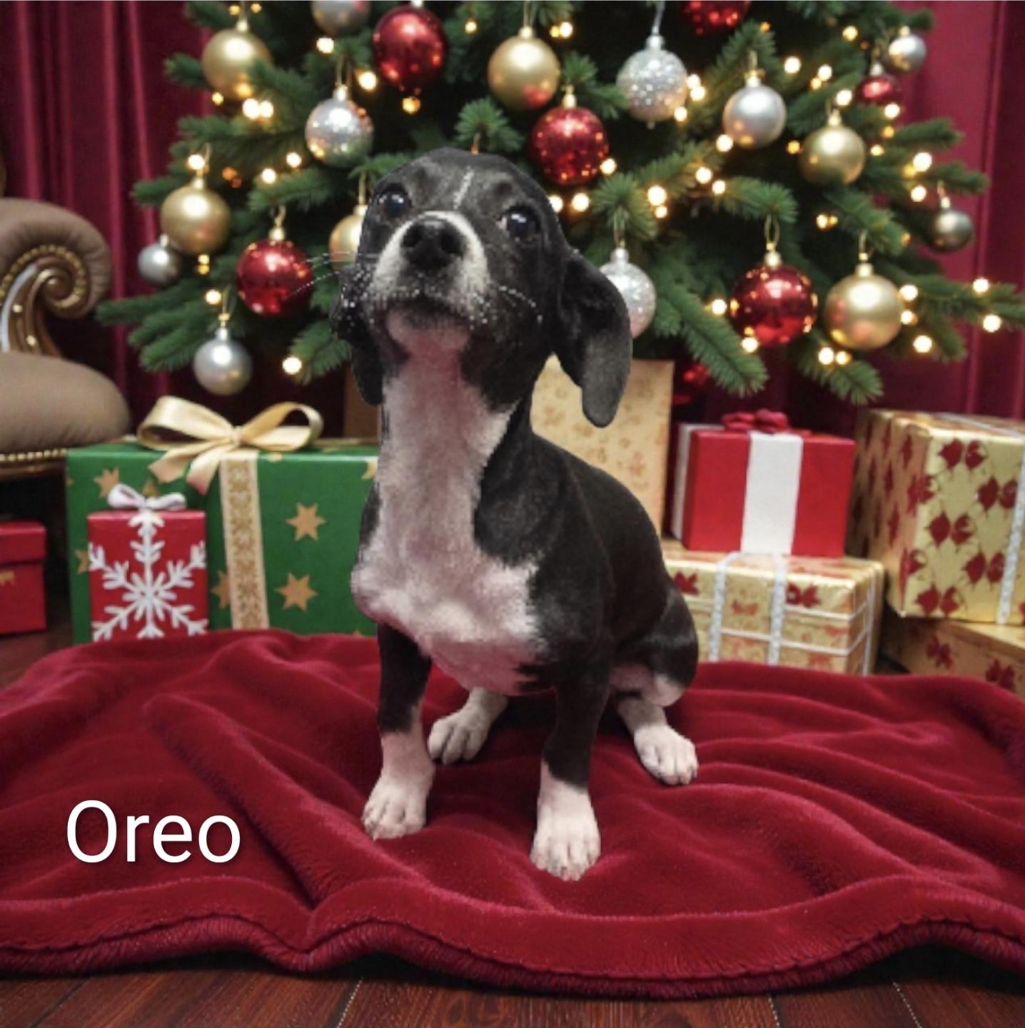 Oreo thumbnail 4
